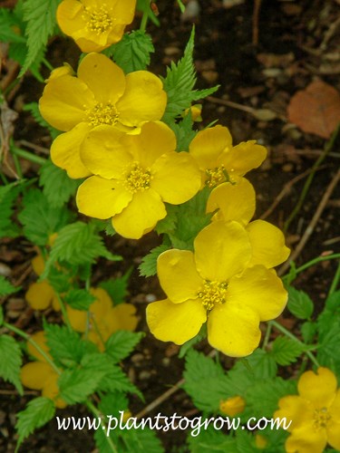 Golden Guinea Kerria (Kerria japonica)
a Kerria cultivar with larger flowers.